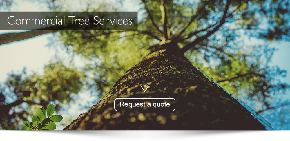 Commercial Tree Surgeons Guildford